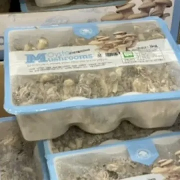 무농약 느타리버섯 (1KG) 원산지 : 국내산