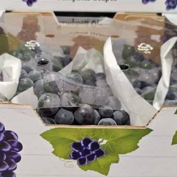 캠벨포도 (2KG) 원산지 : 국내산